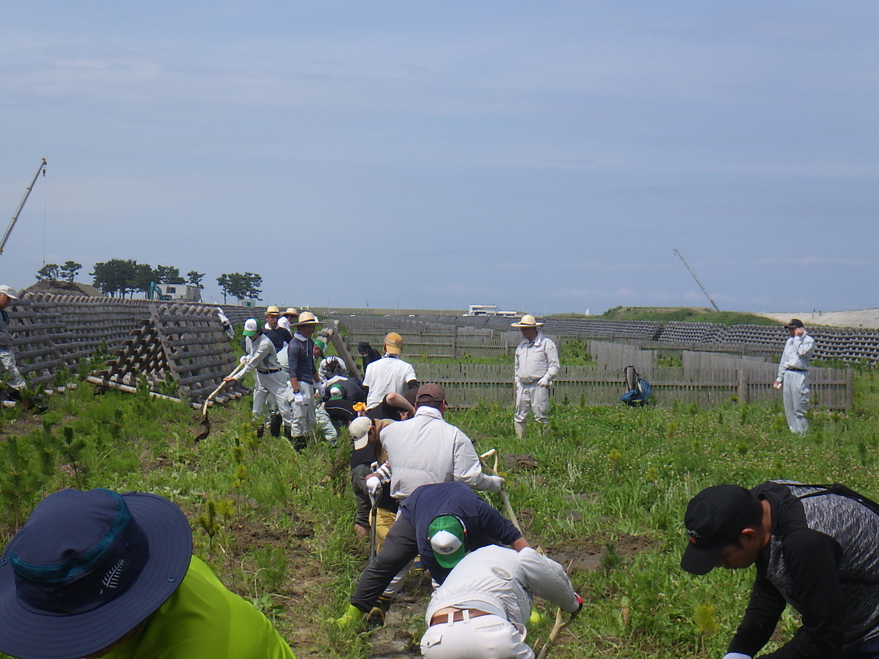 海岸林再生ﾌﾟﾛｼﾞｪｸﾄ2019